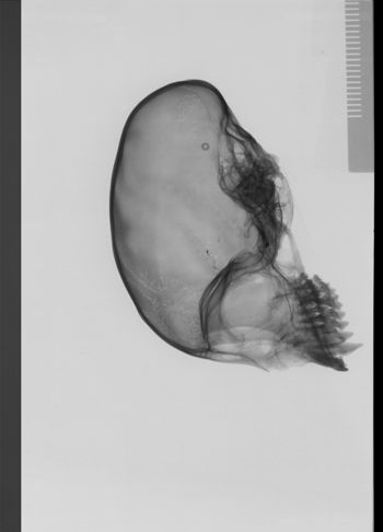 Media type: image;   Mammalogy 30568 Description: lateral;